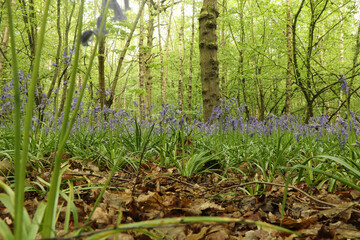 Ground level view of the flora on the forest floor