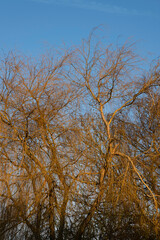 Gold branches of trees at sunset against a blue sky in the autumn. Vertical image