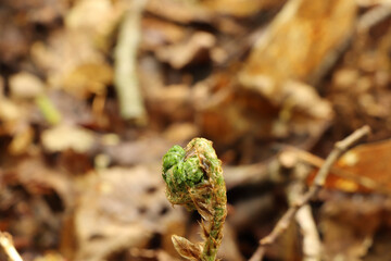 Ground level view of the flora on the forest floor