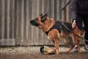 Protective training of German shepherd dog. Shepherd black and red color of working breeding from kennel. Dog stands next to owner and protects him.