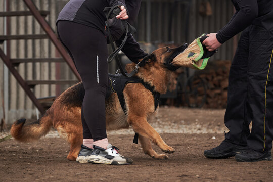 Protective training of German shepherd dog. Shepherd black and red color of working breeding from kennel. Dog bites canine sleeve with powerful jaw.