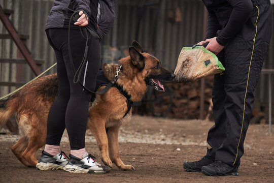 Protective training of German shepherd dog. Shepherd black and red color of working breeding from kennel. Dog hunts canine sleeve and protects its owner.