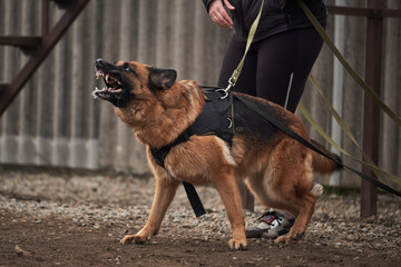 Protective training of German shepherd dog. Shepherd black and red color of working breeding from kennel. Dog protects its owner and barks at trainer.
