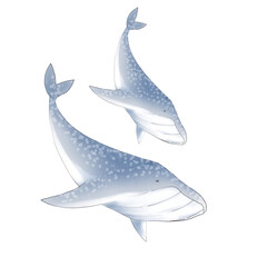 two whales isolated on white