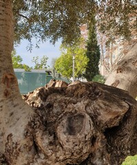 Obraz premium olive tree trunk 