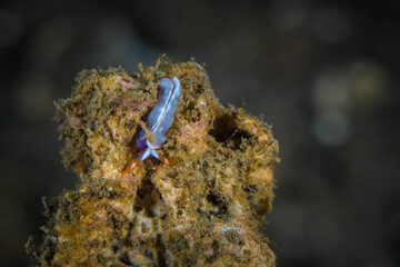 Colorful nudibranch on coral reef in Milne bay