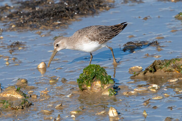 Dunlin (Calidris Alpina) on isla Cristina Spain.