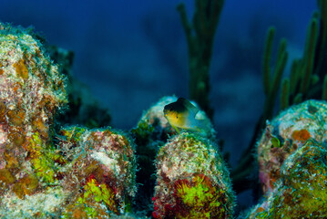Frontal view if bi-color damselfish
