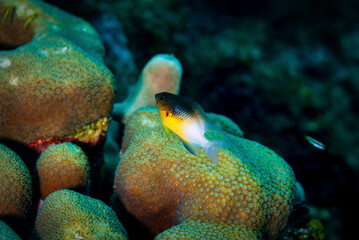 Side view if bi-color damselfish