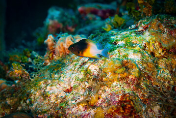 Side view if bi-color damselfish
