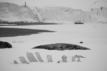 Antarctic Scenery with Whale Skeleton 