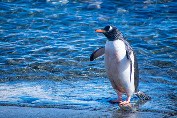Fototapeta premium Penguin