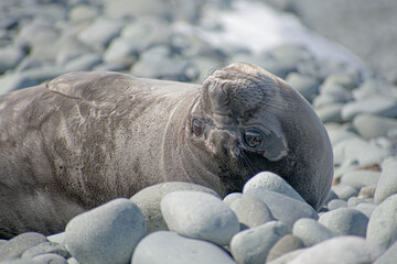 Elephant Seal Pup