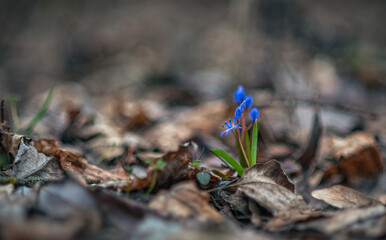 Wild flowers