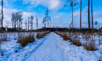 Winter road in a field in a forest near Moscow in December