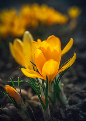 Fototapeta premium Garden flower