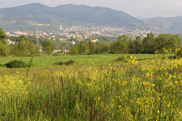 Fototapeta na wymiar rice field in the mountains (izmit, kocaeli, Turkey)