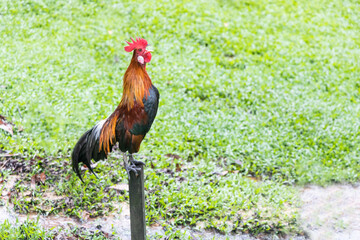 Cockerel crowing in the morning perching onto stilts pole