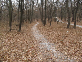 
path in the autumn forest