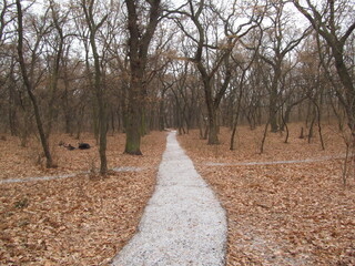 path in the forest