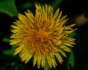 yellow flower of a dandelion