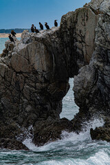 cormorants on the rock shore 