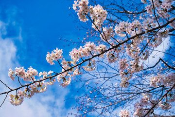 桜（ソメイヨシノ）