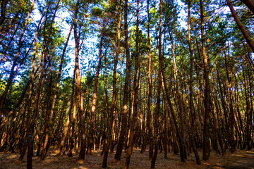 pine wood 