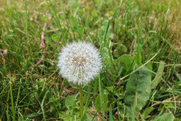 dandelion on grass