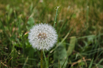 dandelion on grass