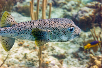 Side view of a Porcupinefish in Little Cayman © Focused Adventures