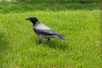 the gray and black crow is eating bread