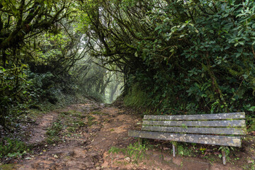 Fototapeta premium A bench in the forest, Monteverde Cloud Forest Reserve, Costa Rica
