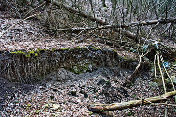 Exposed tree roots. Soil erosion.Loess rock slope wall in natural landscape.