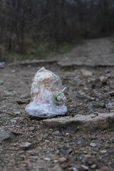 bridge in the nature