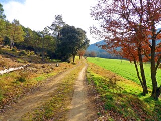 camino de naturaleza