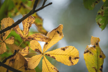 Obraz premium Yellow Dry Autumnal Chestnut Leaves