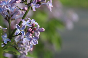 Lilac branch begins to bloom close-up on a blurred background with a copy of the space