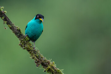 A male green honeycreeper (Chlorophanes spiza) perches on a tree branch in Laguna del Lagarto, Costa Rica.