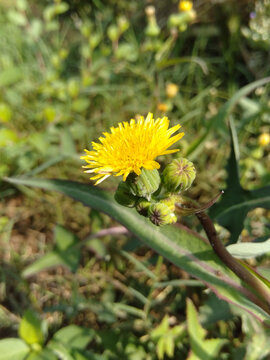 A vertical shot of a blooming sonchus