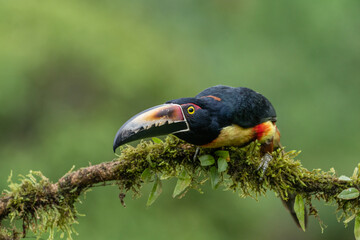 A collared aracari (Pteroglossus torquatus) perches on a tree branch in Laguna del Lagarto, Costa Rica