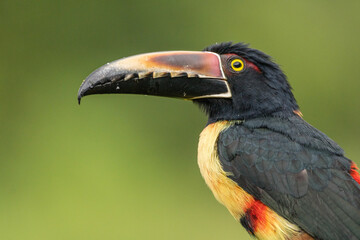 A collared aracari (Pteroglossus torquatus) perches on a tree branch in Laguna del Lagarto, Costa Rica
