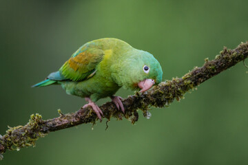 Fototapeta na wymiar An orange-chinned parakeet (Brotogeris jugularis) perches on a tree branch in Laguna del Lagarto, Costa Rica
