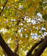 green and yellow leaves on the trees 
