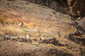The bharal, scientific name Pseudois nayaur also called Helan Shan blue sheep,  Himalayan blue sheep or naur, is a caprid found in Kibber Wildlife sancturay located in Himalayas mountains.