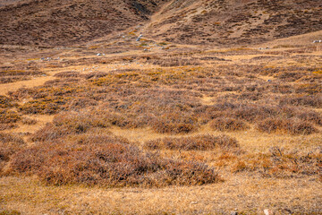 Cold desert barren landscape of Spiti mountain valley with sparse grass vegetation of bunchgrass,...