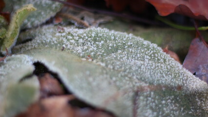 leaf with icing
