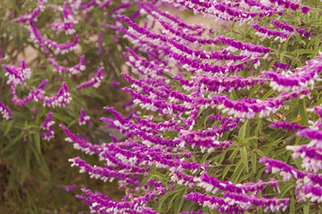 Abstract defocus meadow flower with blurry background, beautiful fresh morning with dew on petal at Binsar, Uttarakhand. Spring landscape blurry natural background.