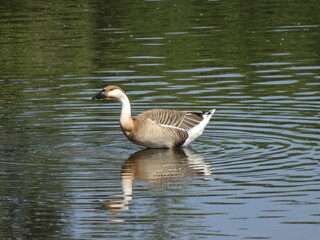 Höckergans stehend im See