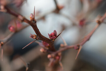 Purple Japanese barberry
